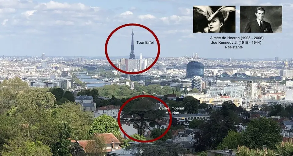 The Eiffel Tower and the Imperial Cedar in the same view