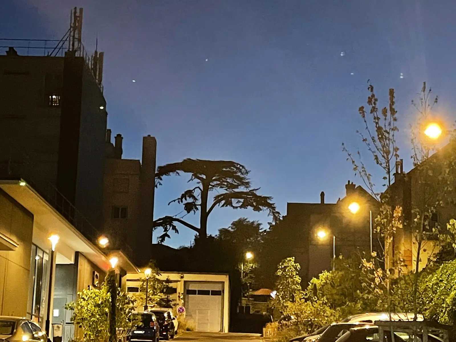 The Imperial Cedar at night