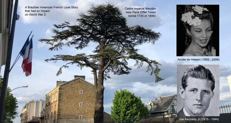 The Imperial Cedar seen from the rue de la République