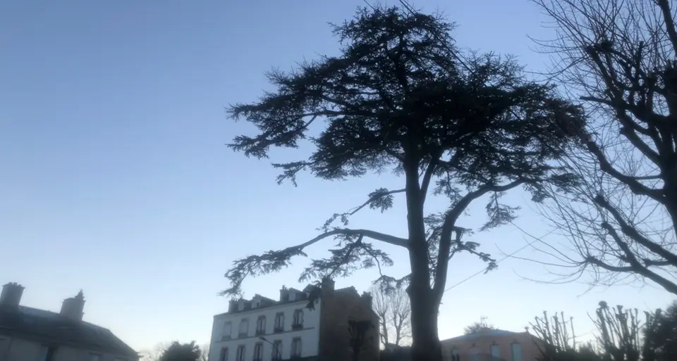 The Imperial Cedar seen from 11 rue de la République