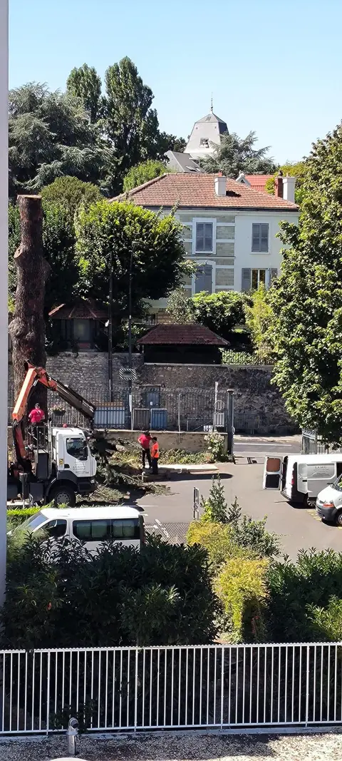 The trunk of the cedar was so solid it took another day to cut it off