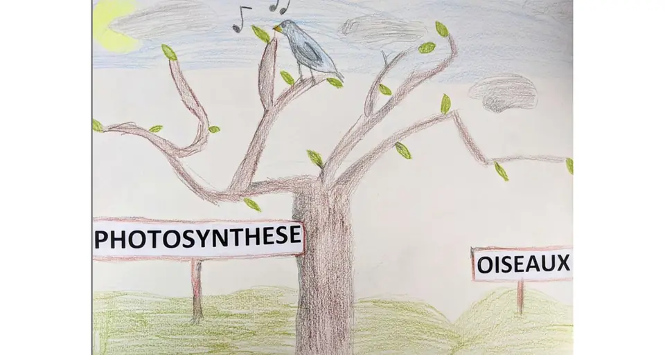 “Photosynthèse”, “Oiseaux” — what the tree did for the street