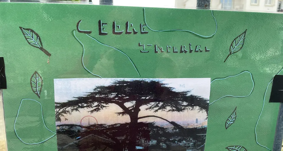 “Cèdre Impérial” — a painted panel left at the foot of the tree