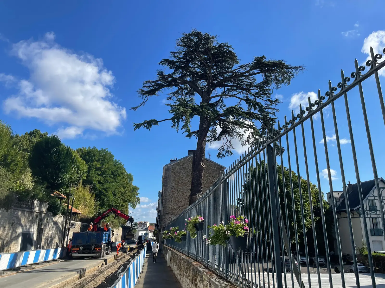 Cèdre Impérial